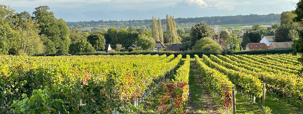 sunny-suffolk-vineyards