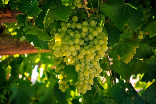 sauvignon-blanc-grapes sauvignon-blanc-grapes