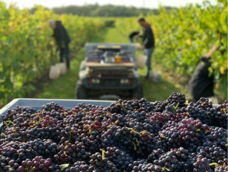 essex-vineyard-harvest