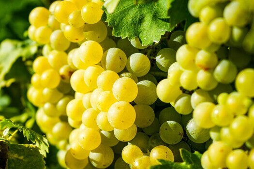 sauvignon-blanc-grapes sauvignon-blanc-grapes
