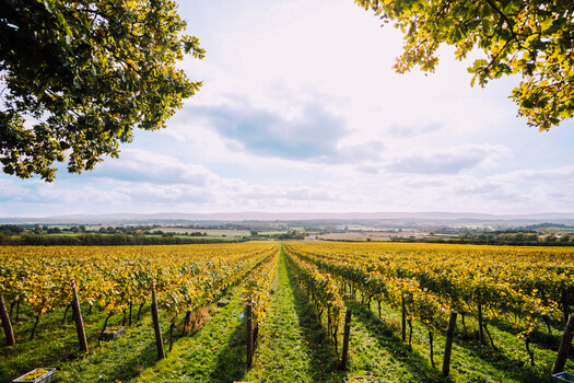 suffolk-vineyards